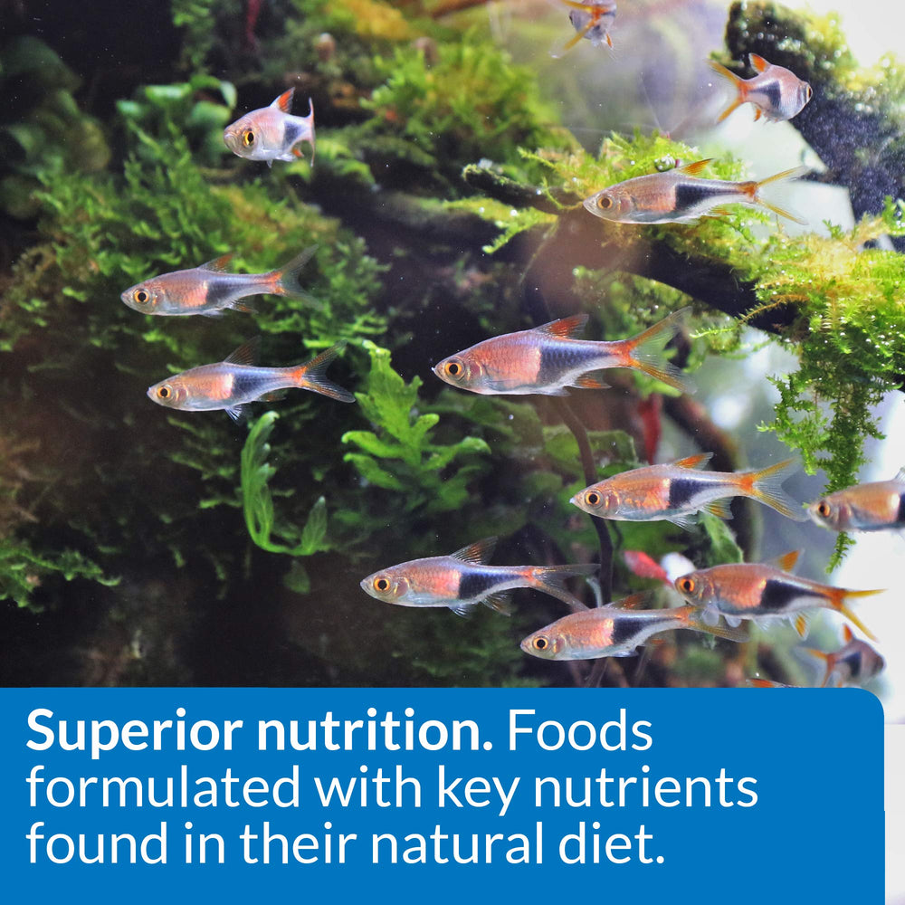 API poissons tropicaux colorés après alimentation pour couleurs renforcées