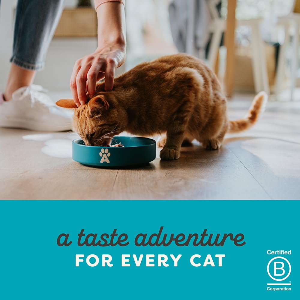 Applaws chaton mangeant la nourriture en bouillon, encourage l'appétit des jeunes chats