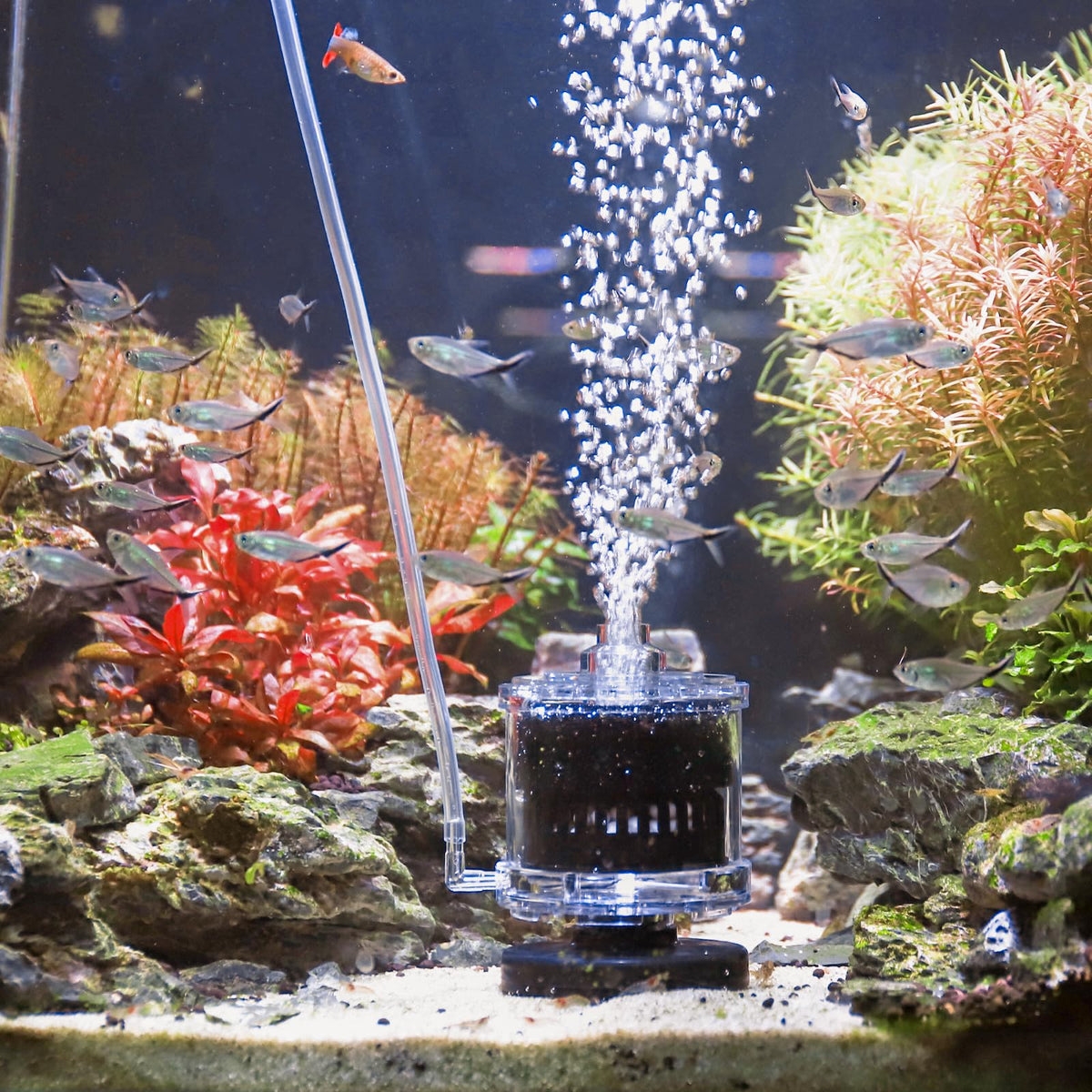 AQQA filtre éponge vue avant bénéfice filtration mécanique efficace