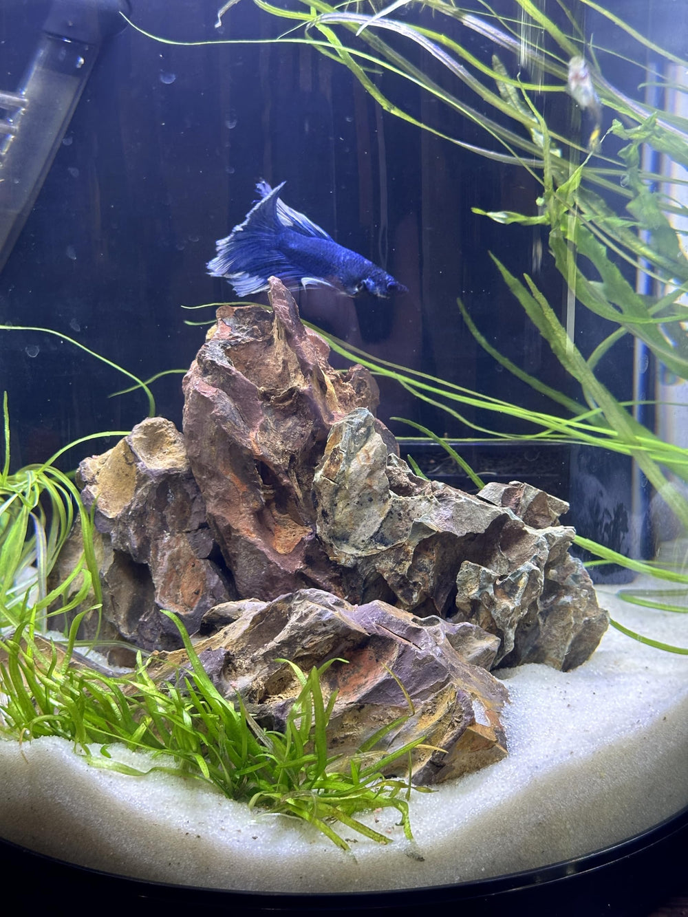Aqua Natural sable installé en aquarium, met en valeur plantes et décor