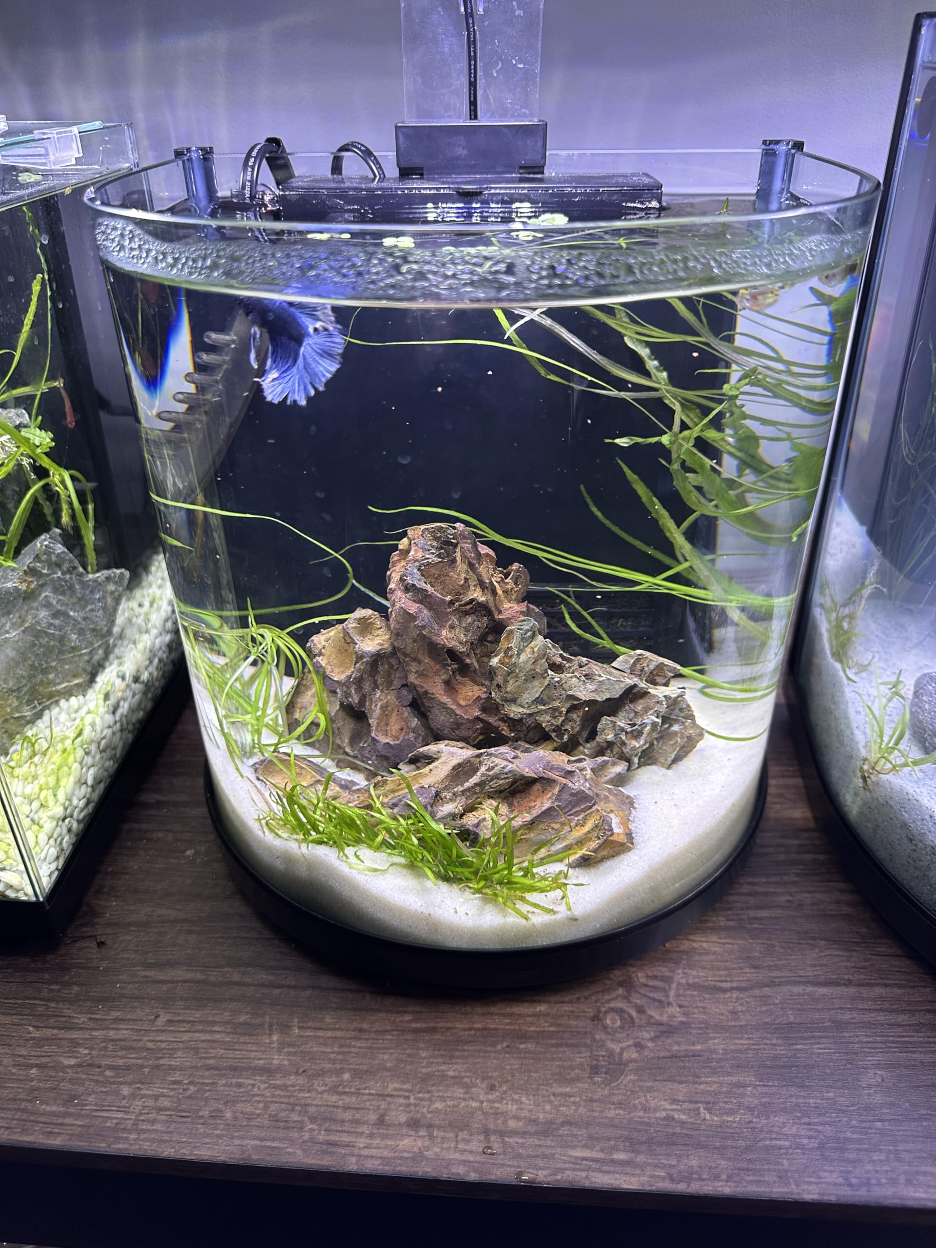 Aqua Natural détail étiquette indique origine néo‑zélandaise durable