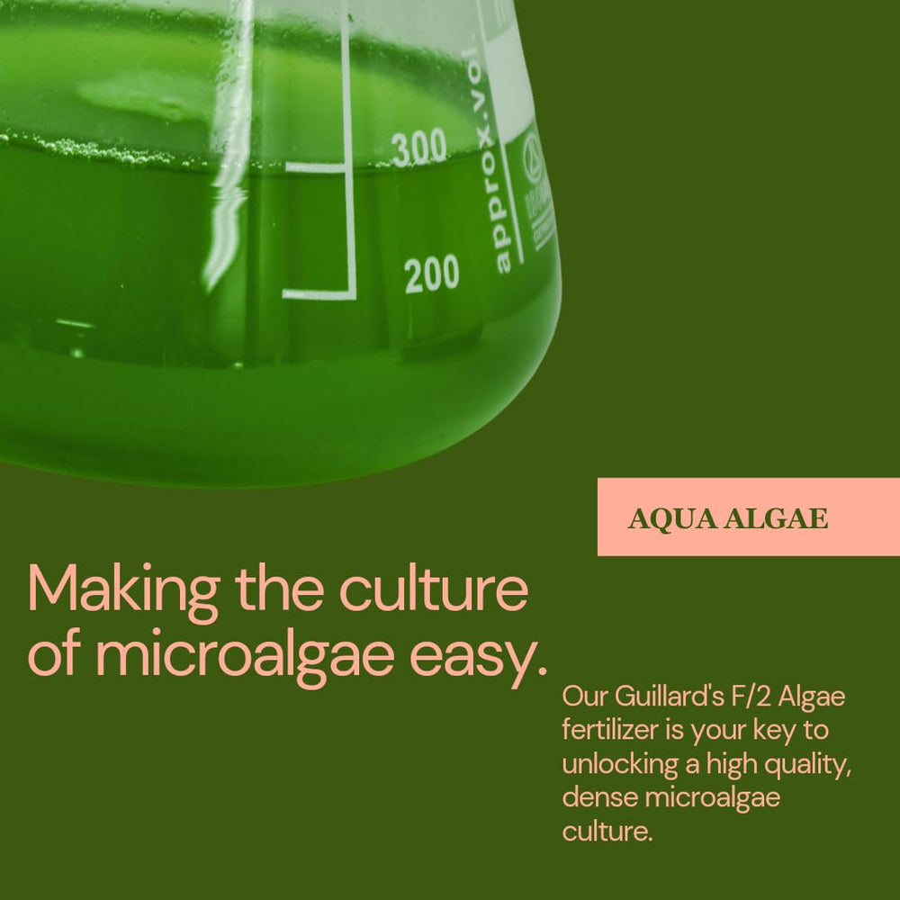 Culture de phytoplancton en bouteille préparée avec Aqua Algae F2 montrant croissance