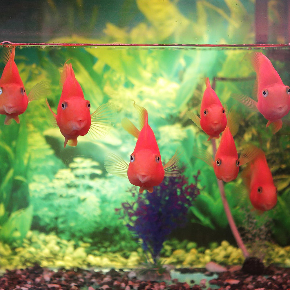 AQUANEAT breeder posé près d'une règle pour comparaison d'échelle et dimensions pratiques