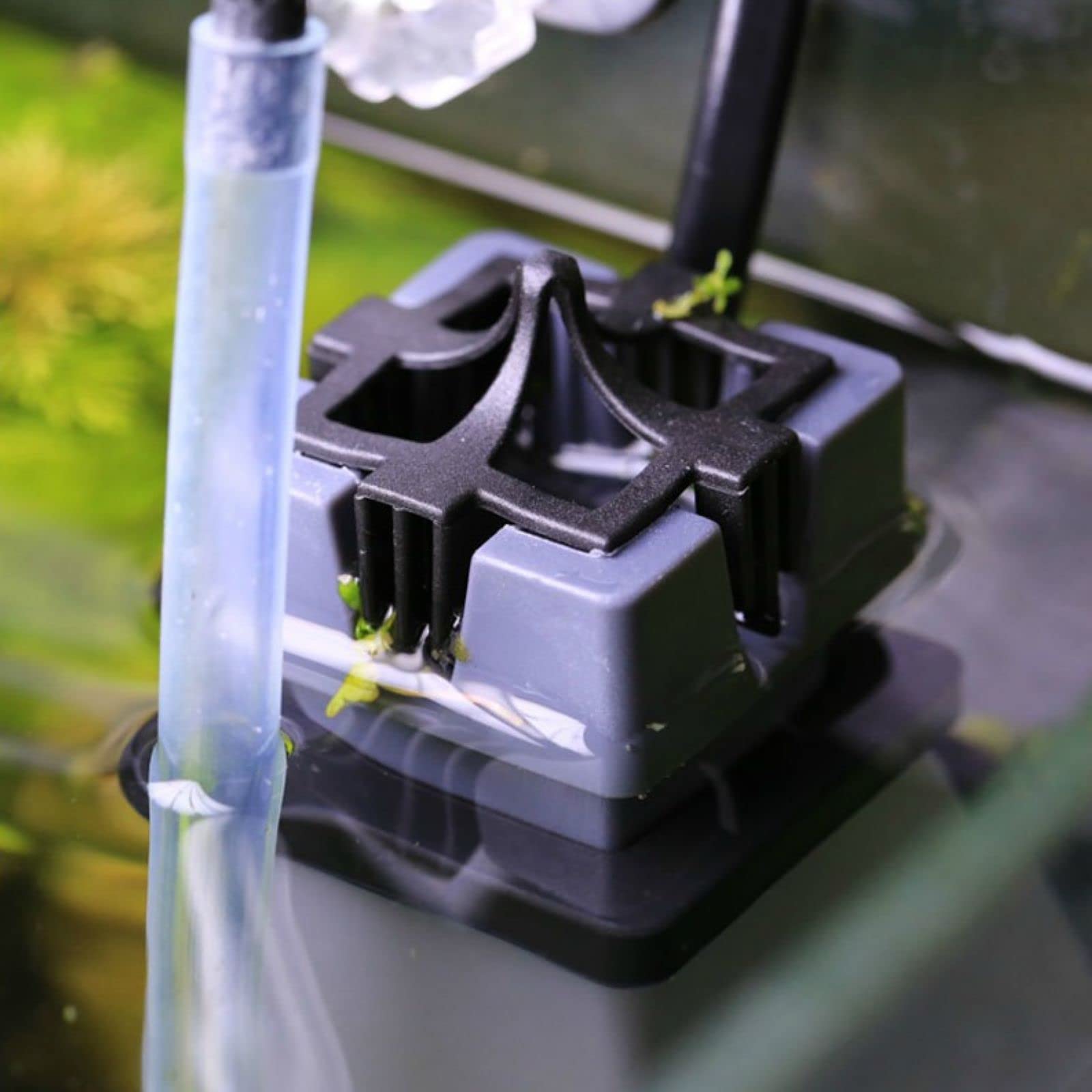 AQUANEAT en situation dans un aquarium montrant eau de surface plus nette