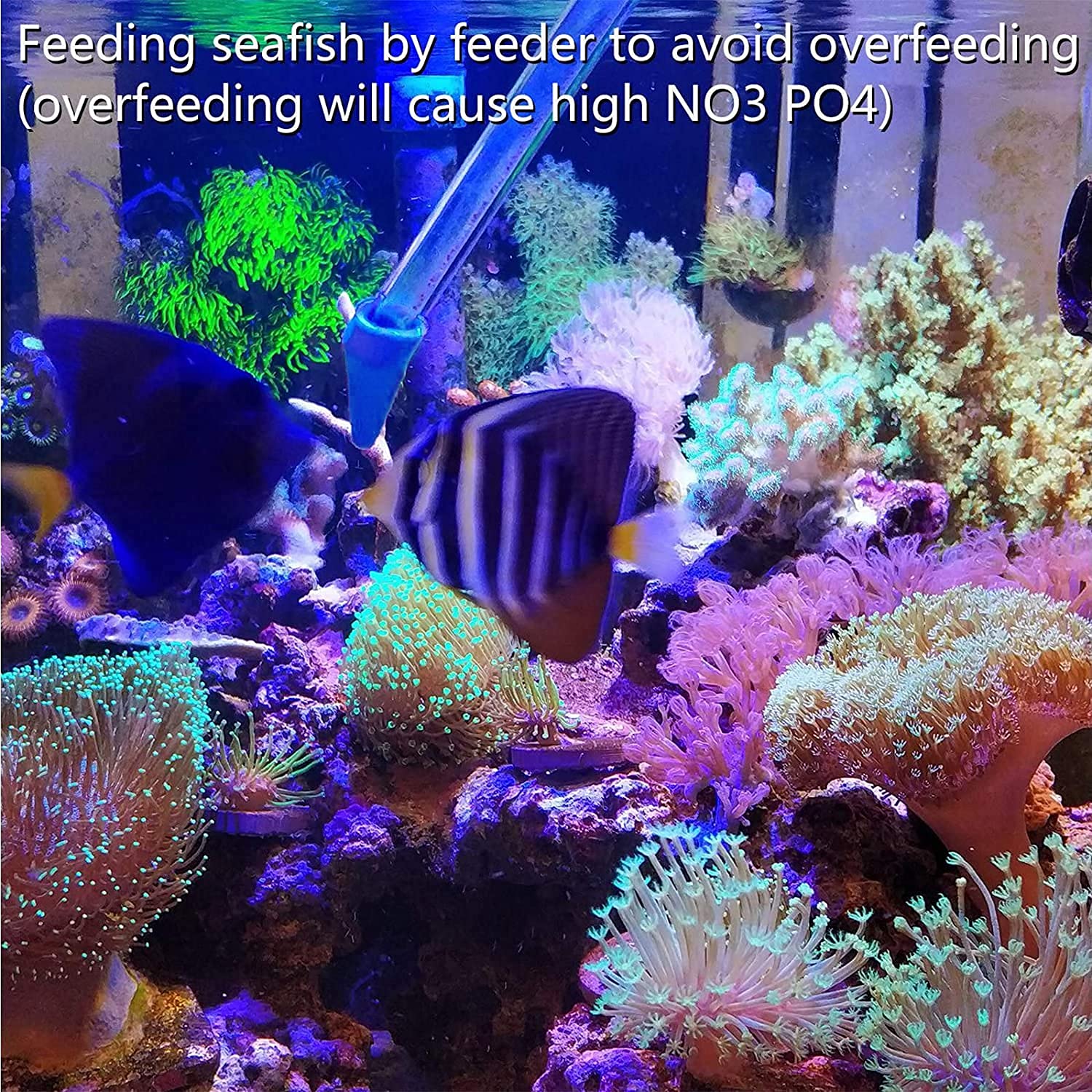 Aquarium Choice pince courbe détail facilite accès derrière roches