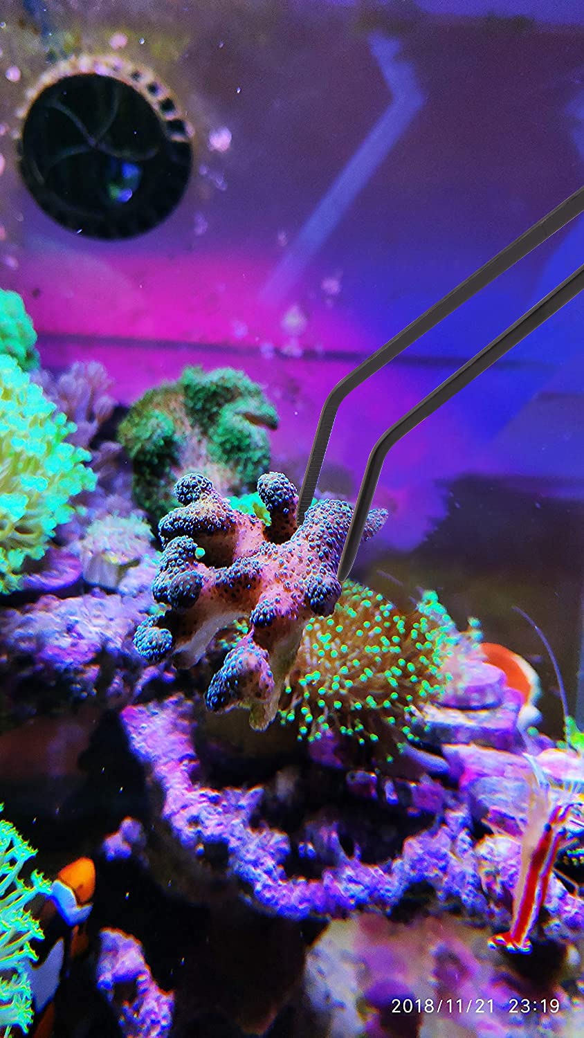 Aquarium Choice pince droite repositionne frag avec précision