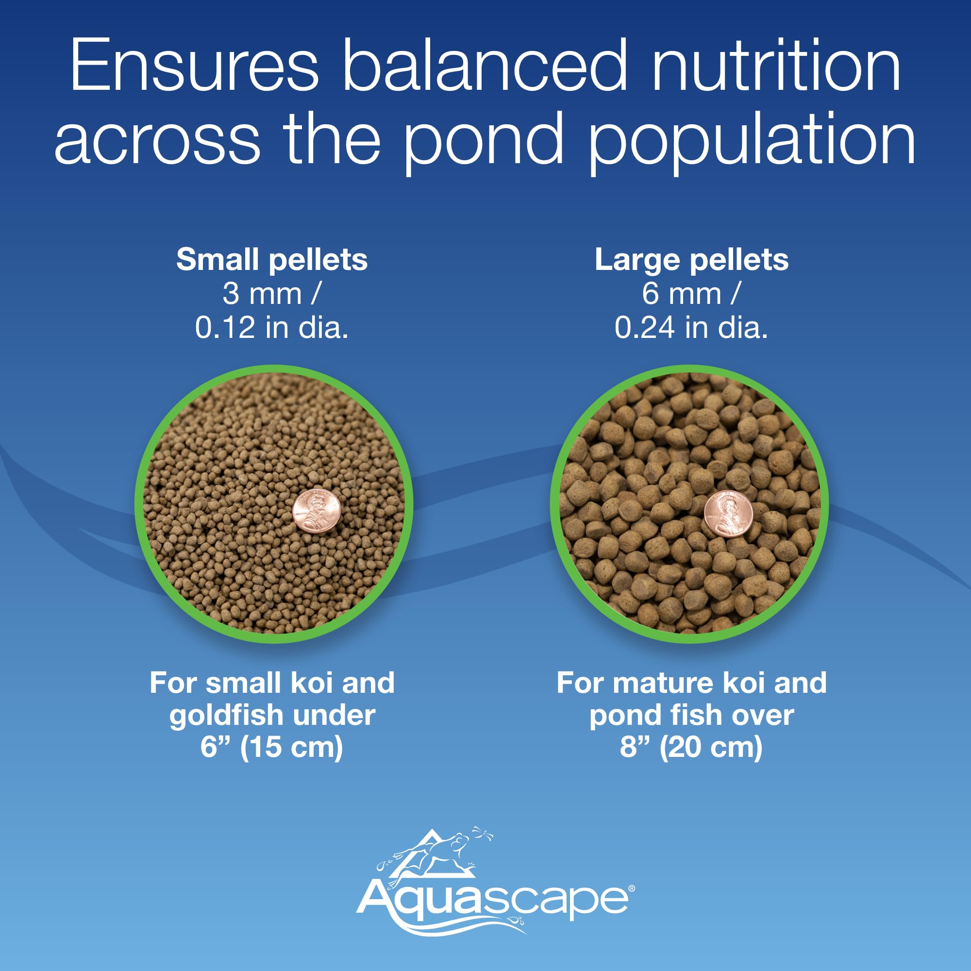 Aquascape bassin avec poissons mangeant, maintien de l'eau claire et santé visible