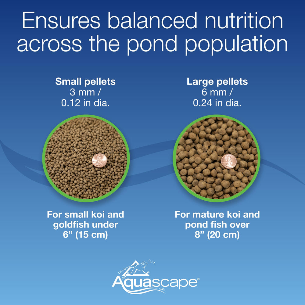 Aquascape bassin avec poissons mangeant, maintien de l'eau claire et santé visible