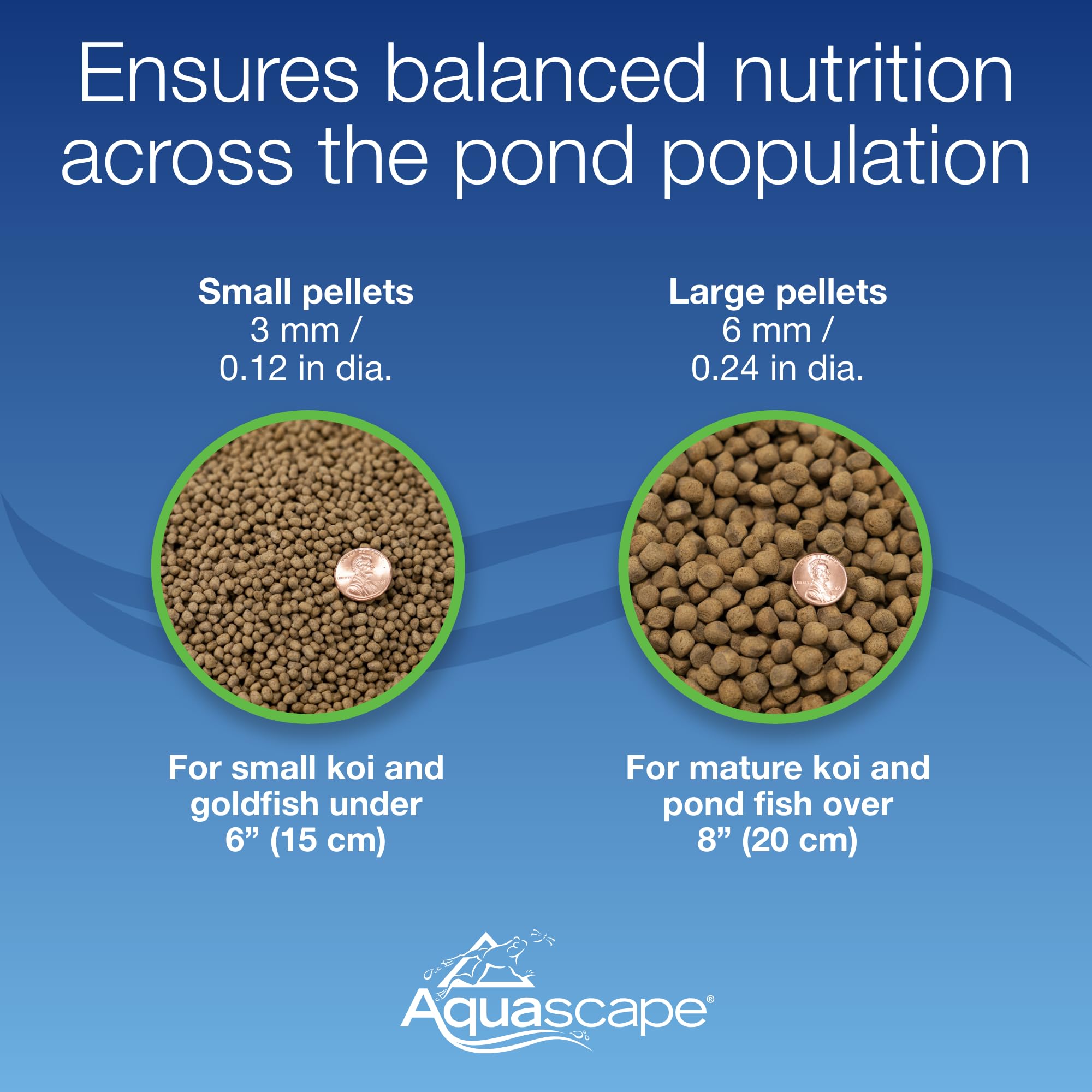 Aquascape comparaison de taille illustrant portion adaptée aux petits poissons