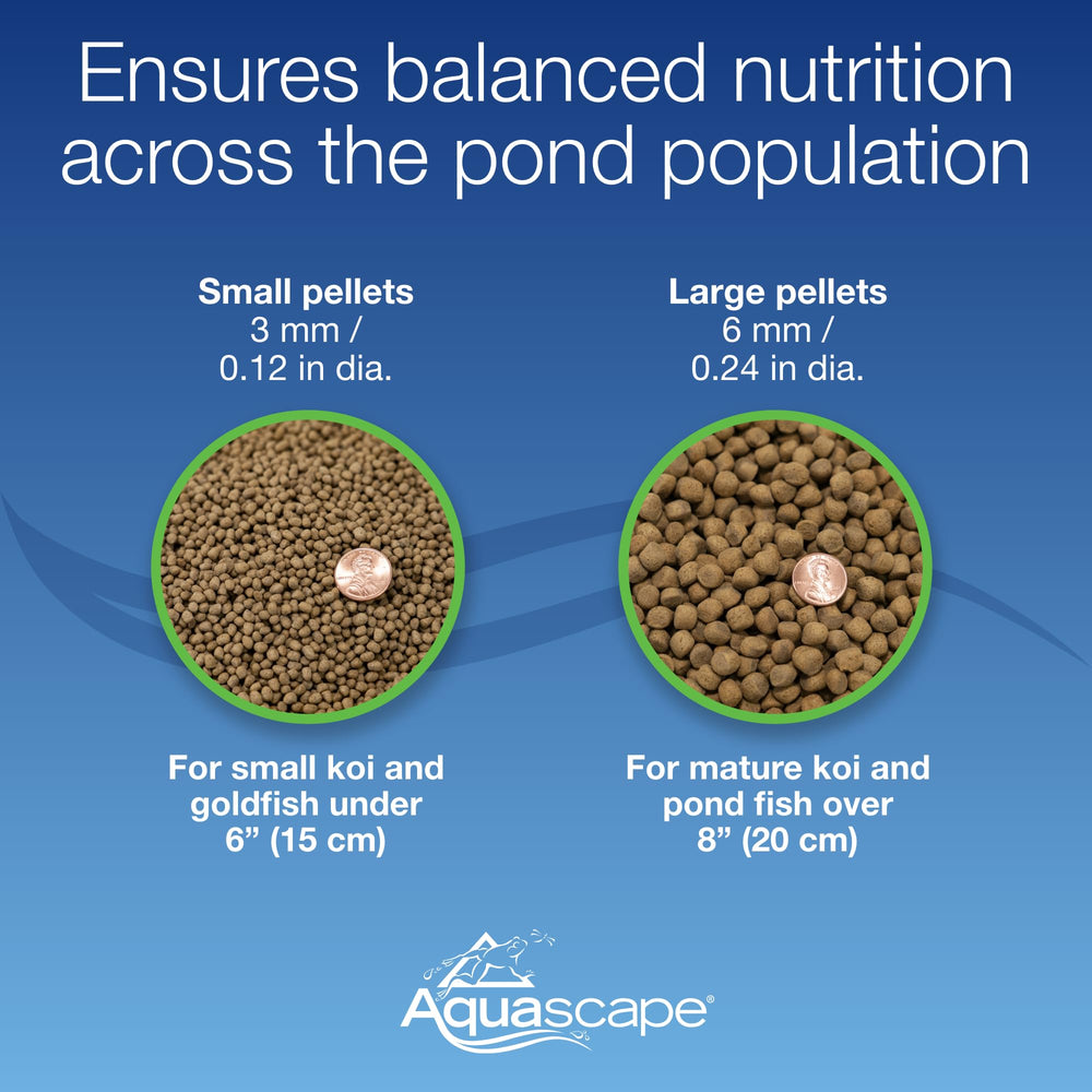 Aquascape comparaison de taille illustrant portion adaptée aux petits poissons