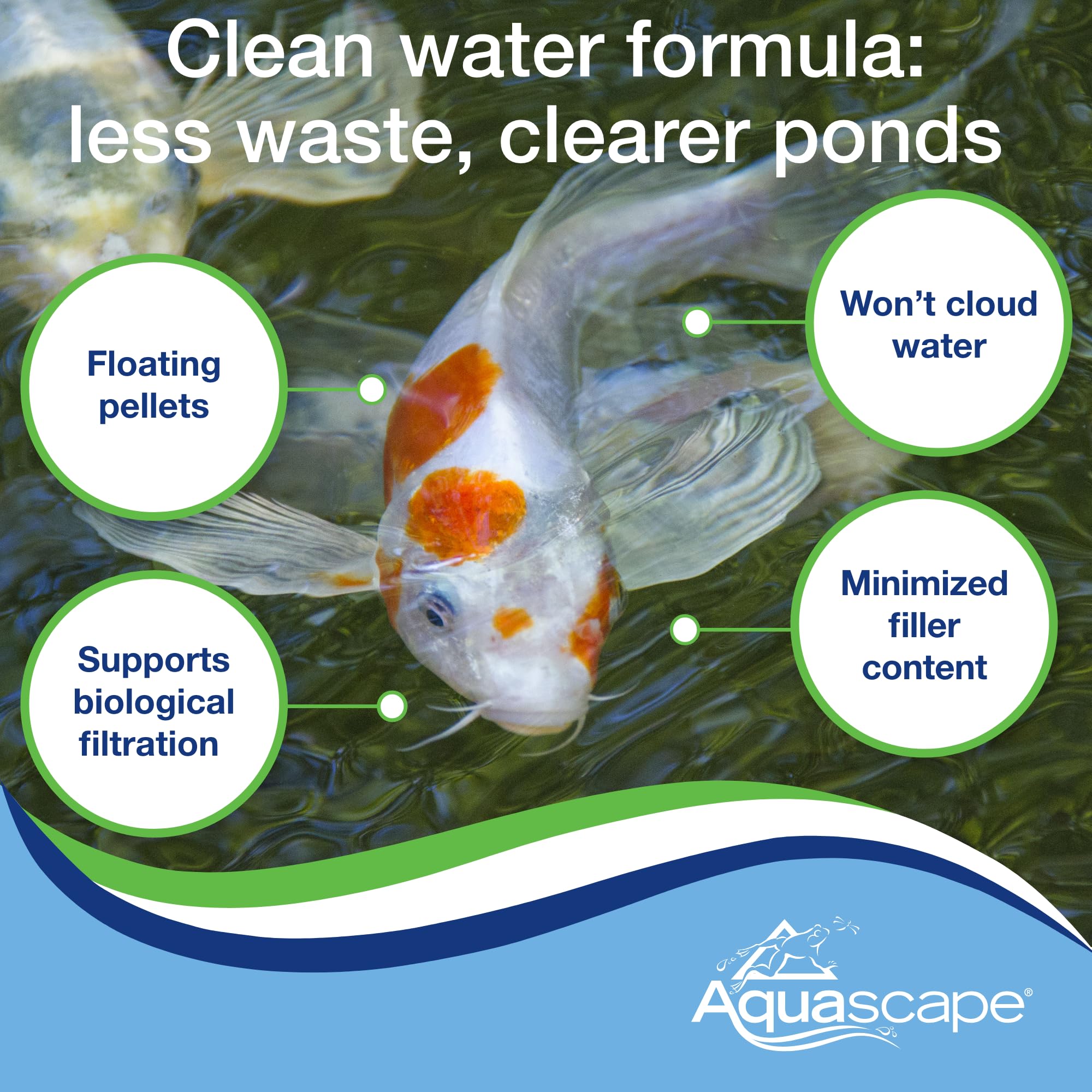 Aquascape poisson mangeant pellets montrant appétit et couleurs renforcées