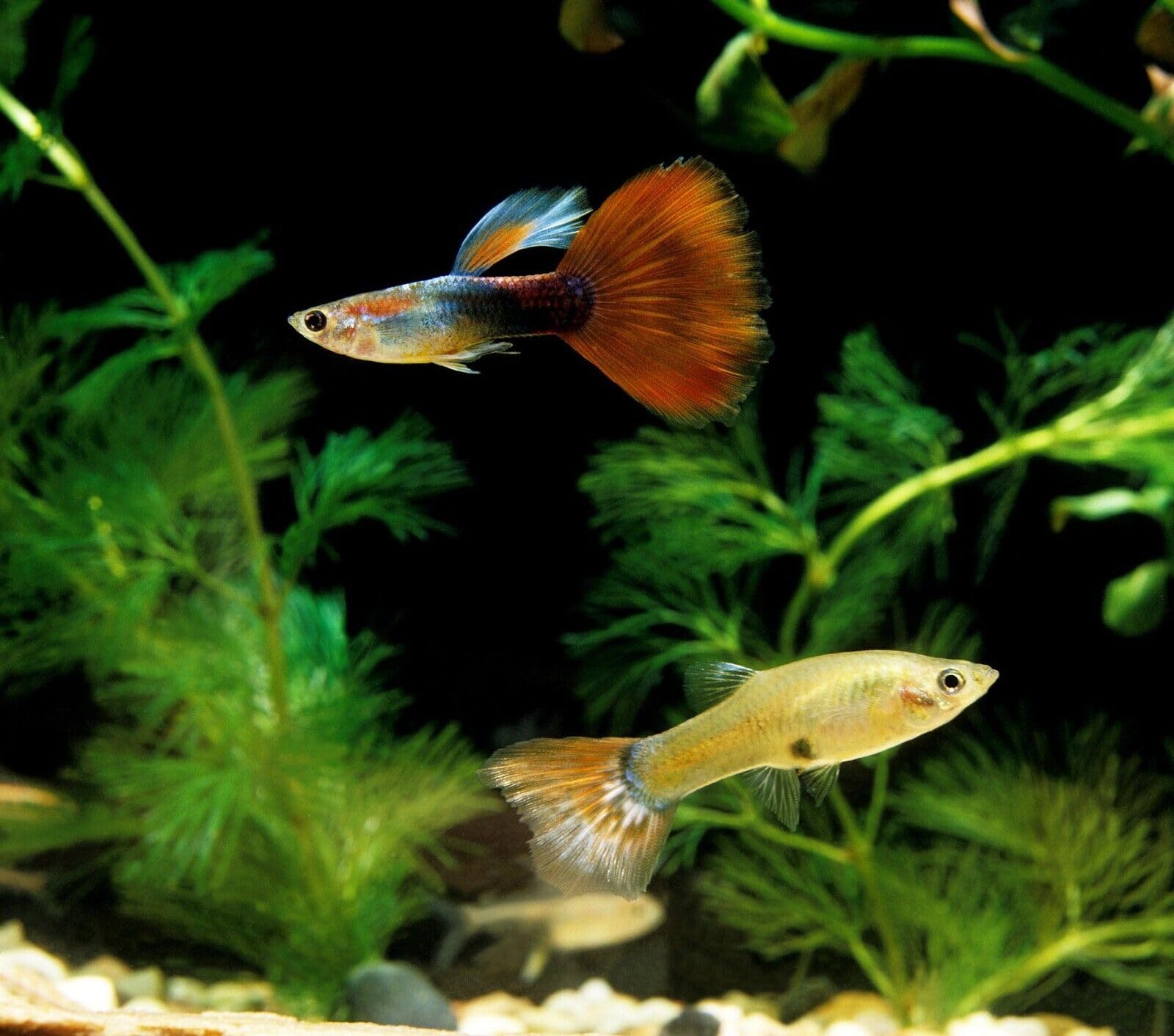 Aquatic Foods Inc. alimentation en usage dans aquarium, poissons actifs