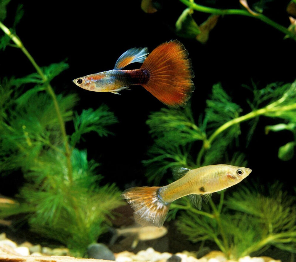 Aquatic Foods Inc. alimentation en usage dans aquarium, poissons actifs