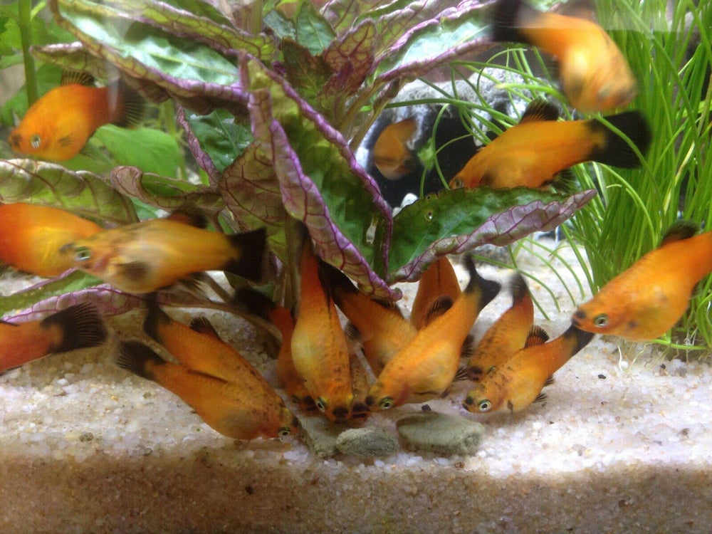 Aquatic Foods Inc. pot ouvert révélant pastilles tamisées et prêtes à l’emploi