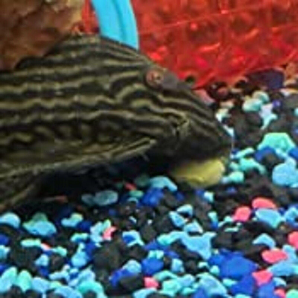 Aquatic Foods Inc. pastille comparée à une pièce pour visualiser taille réelle