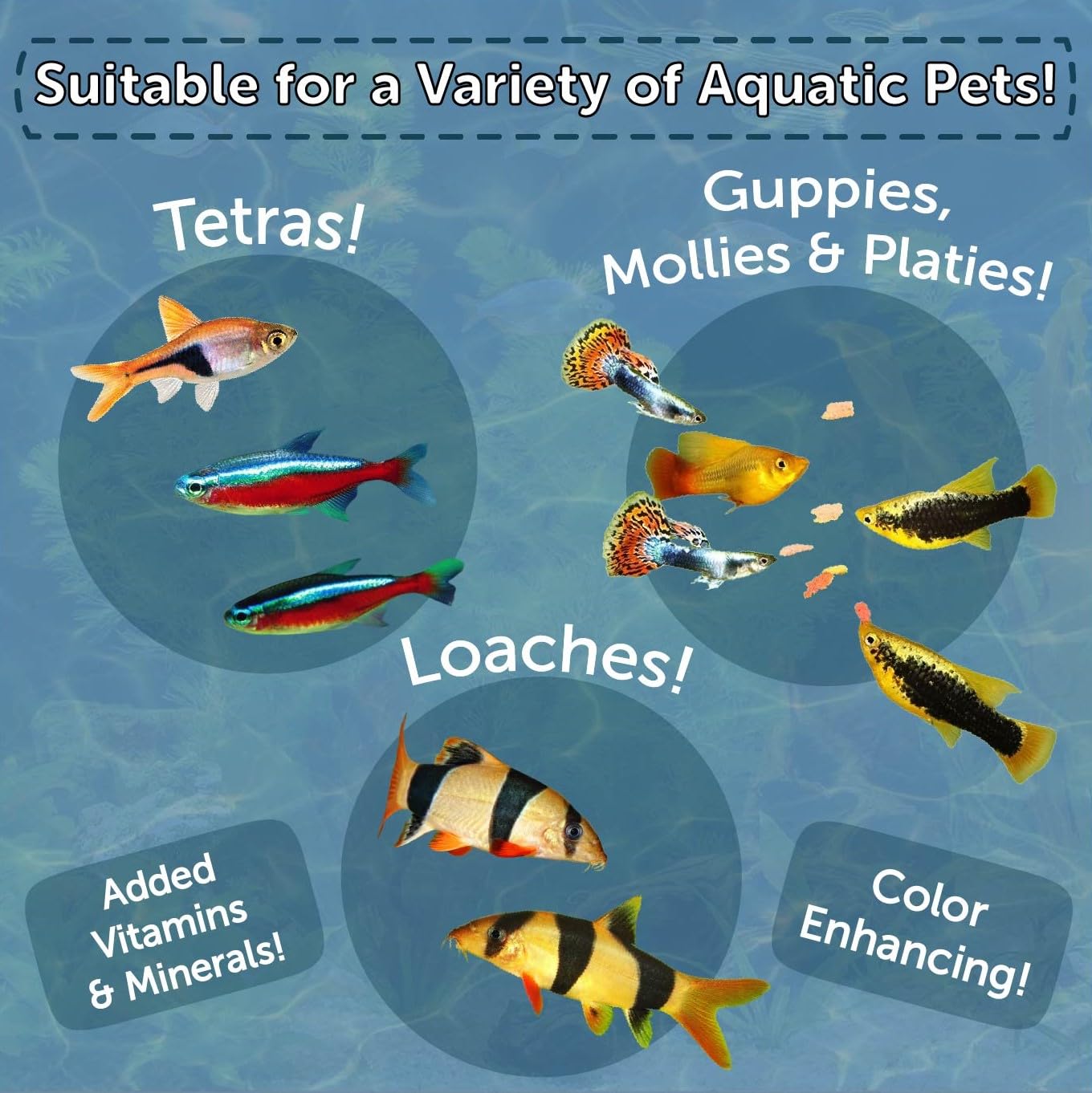 Aquatic Foods Inc. pot à côté d’une règle montrant taille et quantité pratique