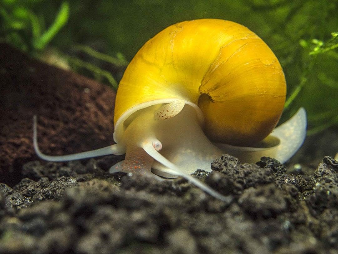 Disques Aquatic Foods Inc. au fond d'un aquarium avec crevettes consommant facilement