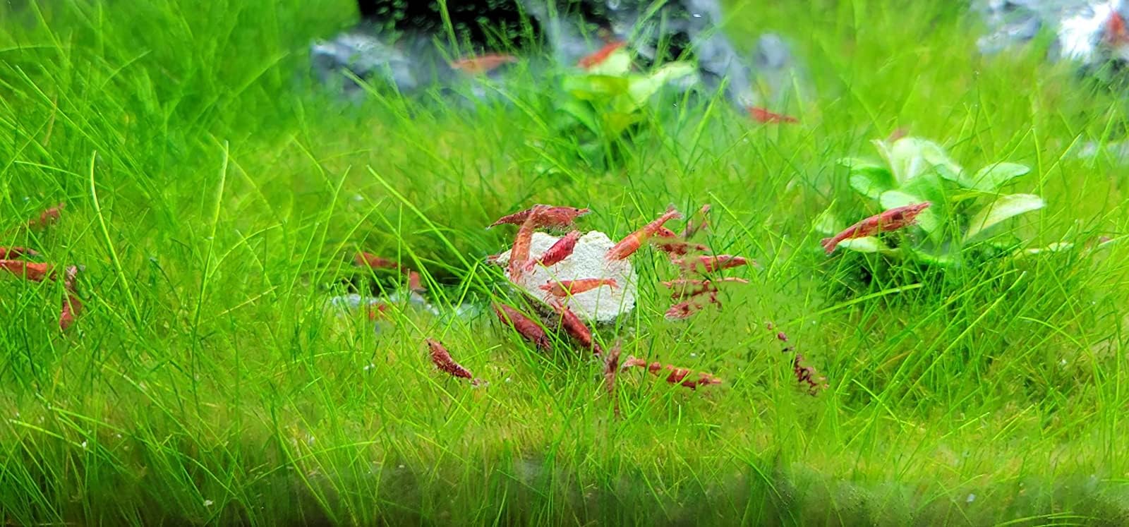 Disques Aquatic Foods Inc. près d'un escargot en train de se nourrir, favorisant la carapace