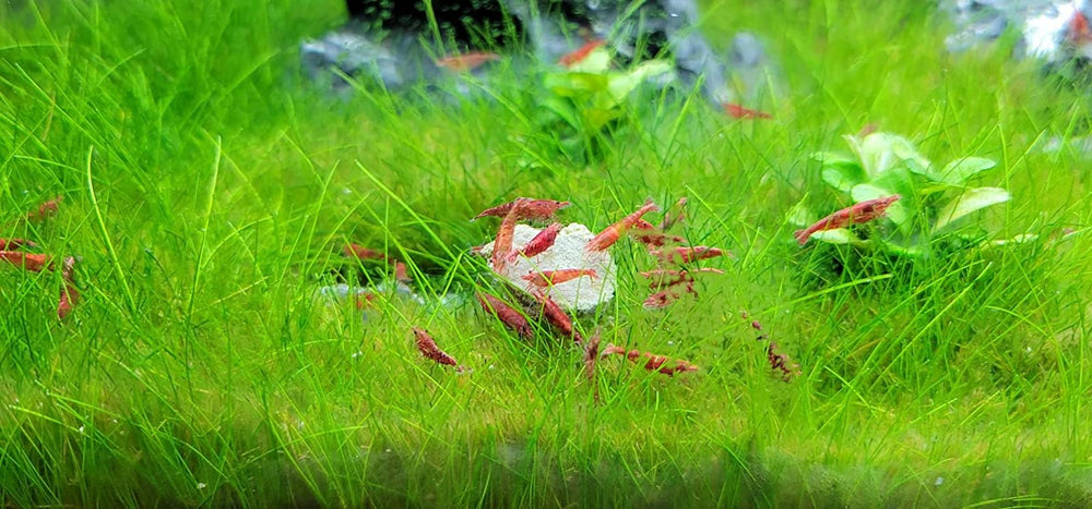 Disques Aquatic Foods Inc. près d'un escargot en train de se nourrir, favorisant la carapace