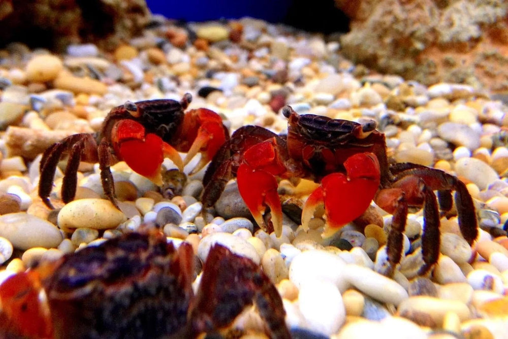 Ingrédients visibles spiruline et krill associés aux disques Aquatic Foods Inc. pour couleurs naturelles