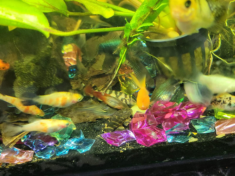 Main tenant un disque Aquatic Foods Inc. pour montrer l'échelle et faciliter le dosage