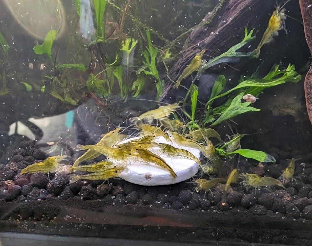 Comparaison visuelle disque moyen Aquatic Foods Inc. adapté aux crabes et poissons de fond