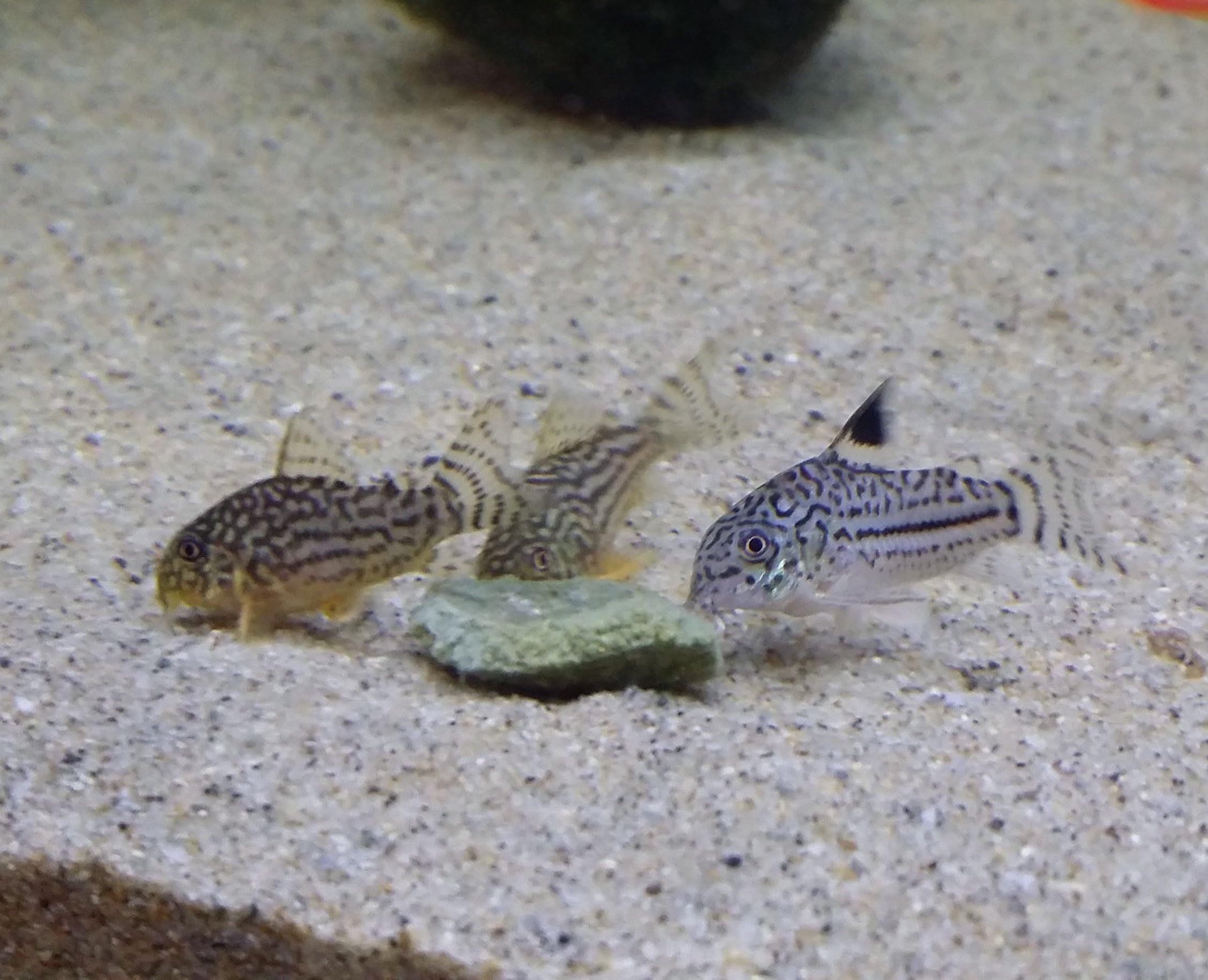 Aquatic Foods Inc. pastilles sinkantes dispersées dans l’aquarium pour alimentation facile