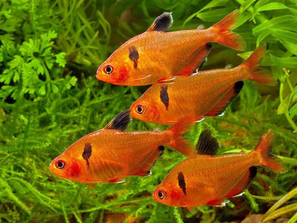 Aquatic Foods Inc. étiquette ingrédients et analyse nutritionnelle claire