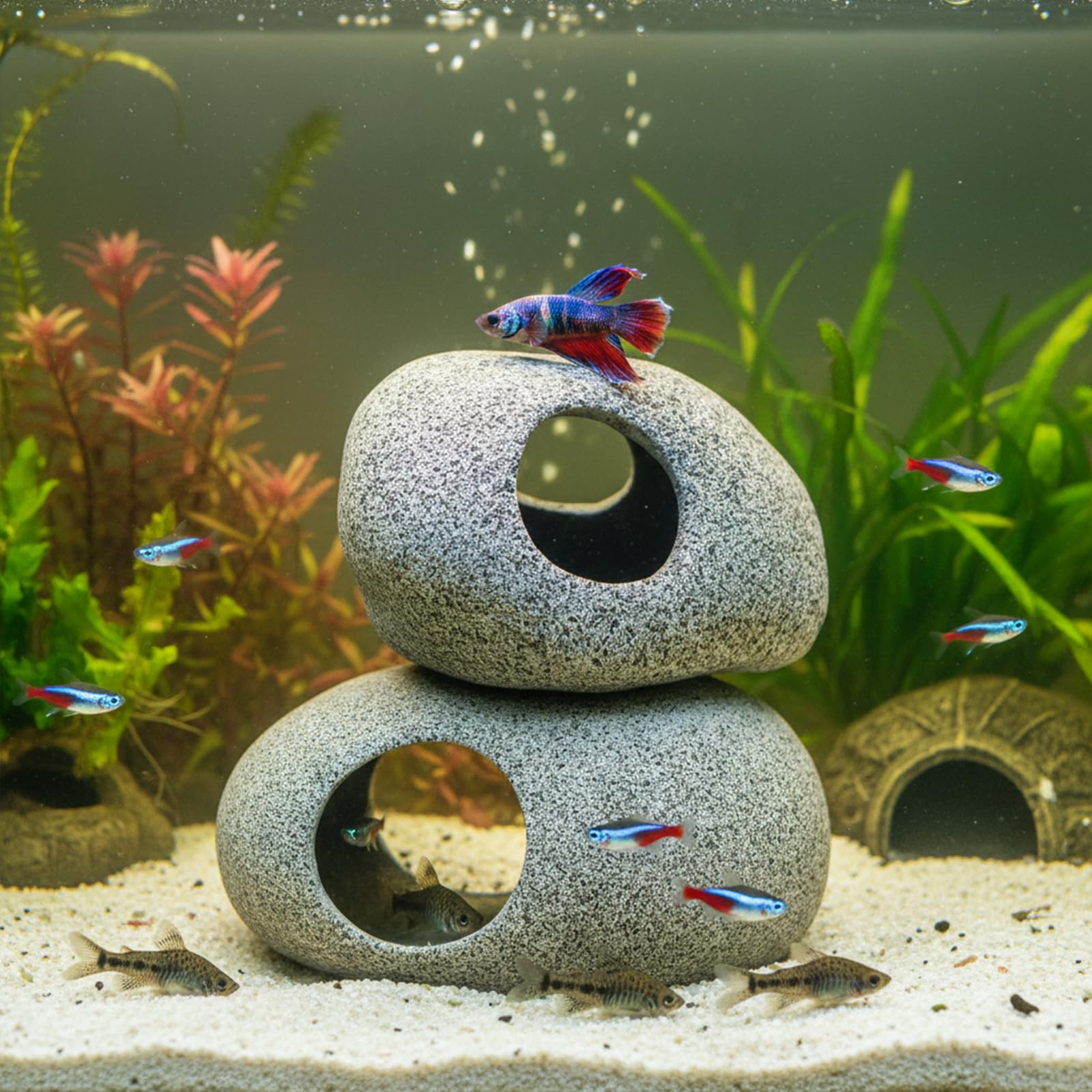 Aquazoo détail bords lissés protégeant les nageoires délicates