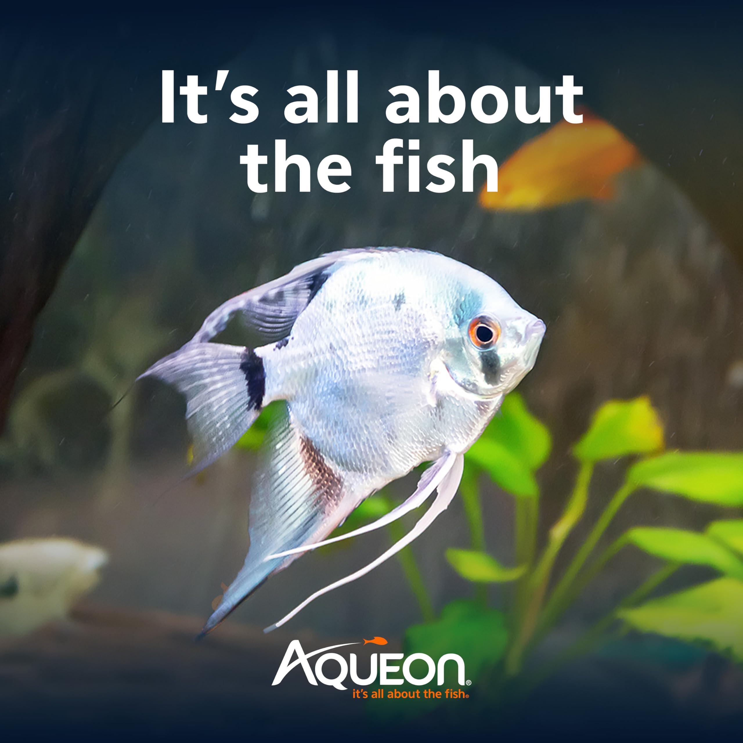 Aqueon granulés en train de couler dans l'aquarium, favorise consommation efficace