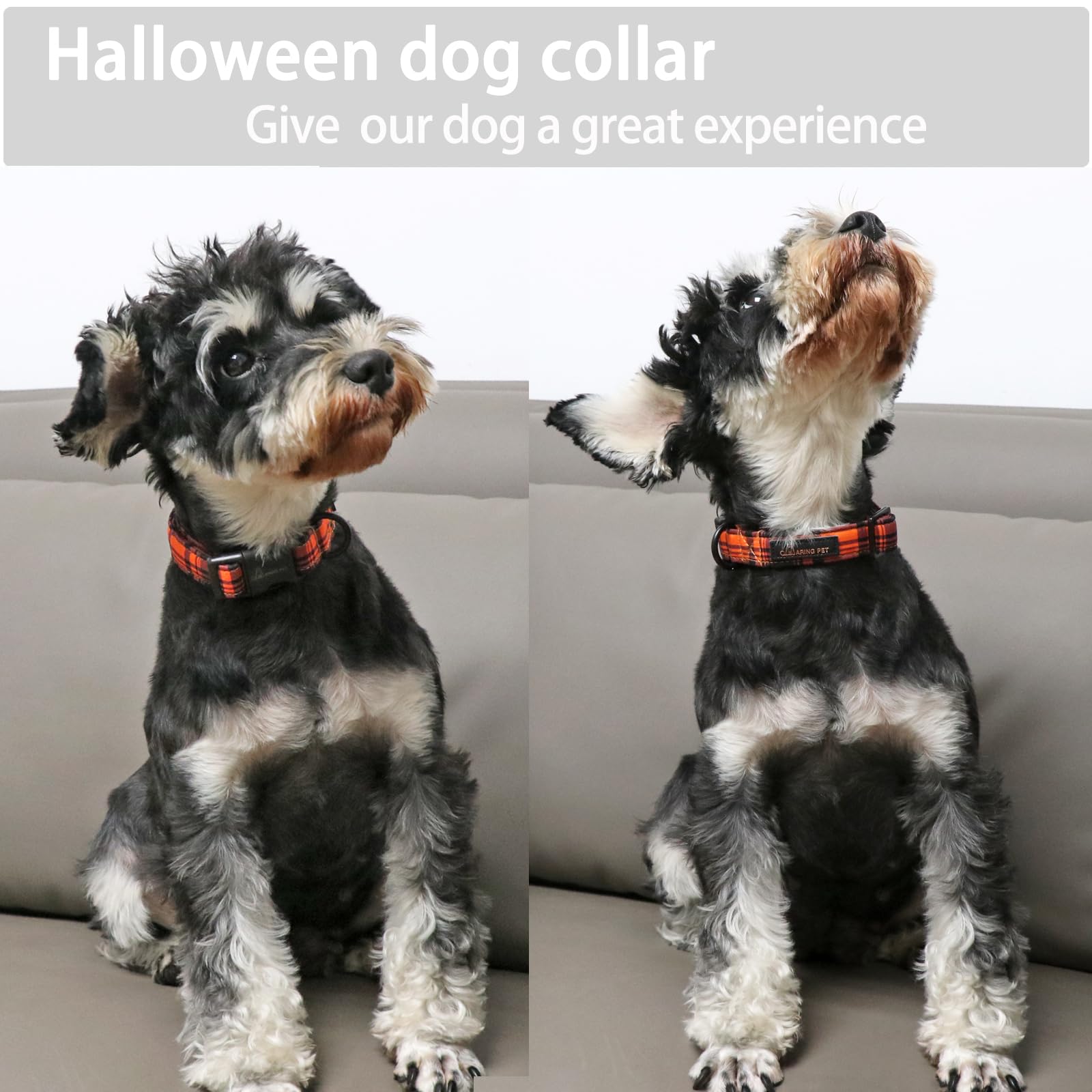 Aring pet collier posé à côté d'une règle pour visualiser la taille