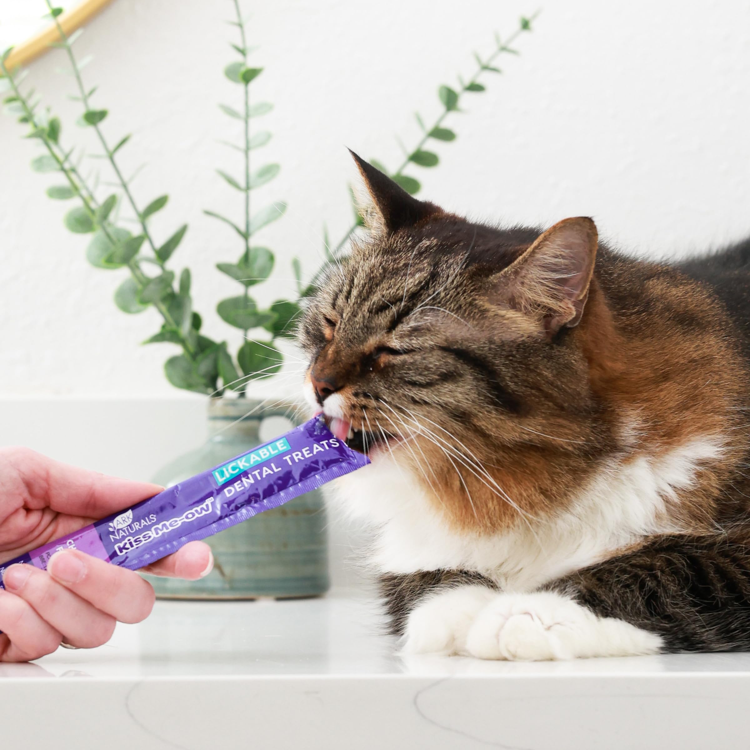 ARK NATURALS étiquette ingrédients en gros plan montrant SHMP, omégas et taurine