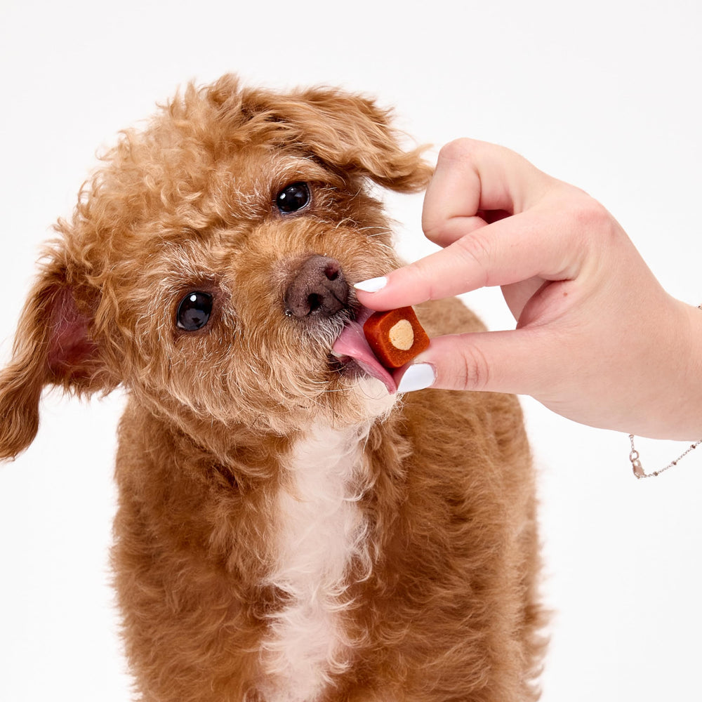 ARK NATURALS lifestyle chien heureux après mastication avec haleine fraîche