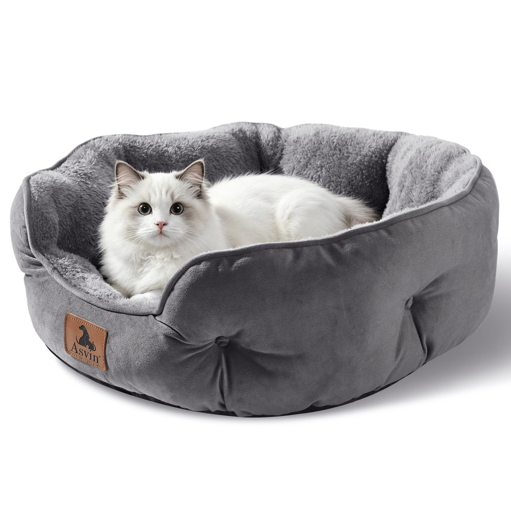 Asvin gros plan Sherpa montrant douceur et chaleur apaisante pour chat