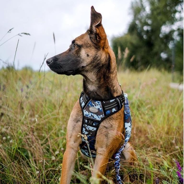 AUROTH harnais chien en marche offrant confort et contrôle lors de promenades