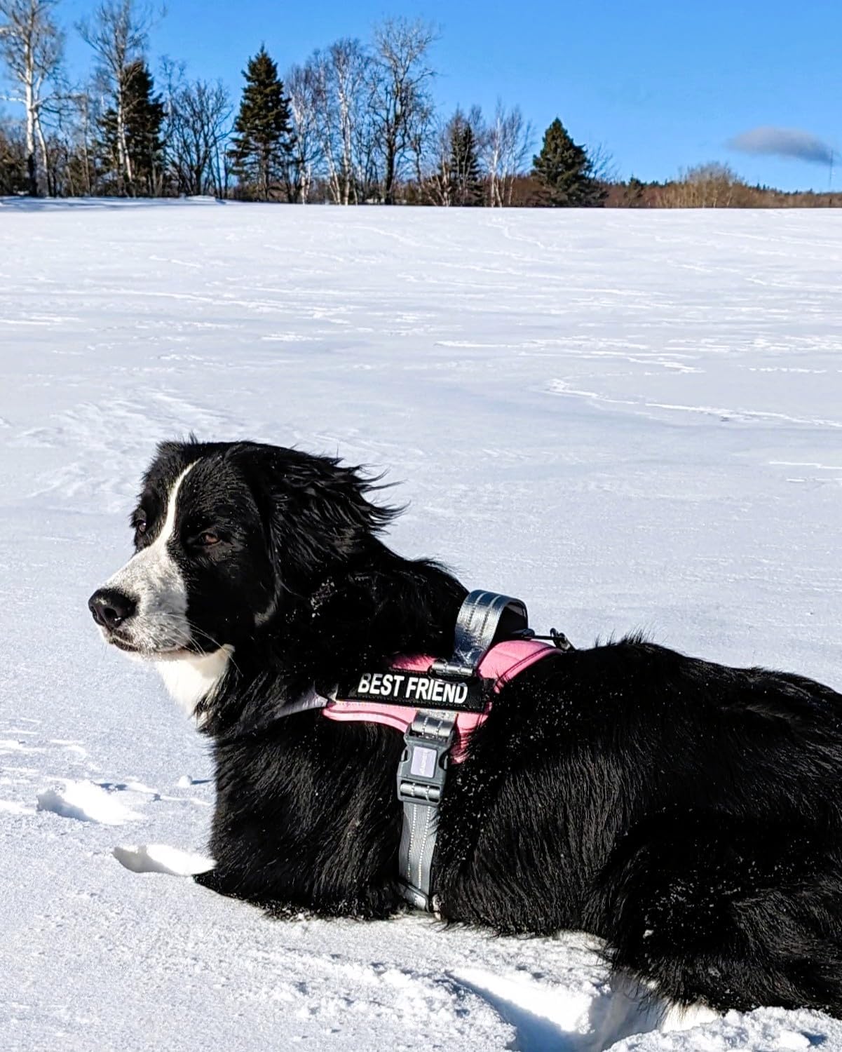 AUROTH laisse robuste avec mousqueton 360° pour éviter les torsions