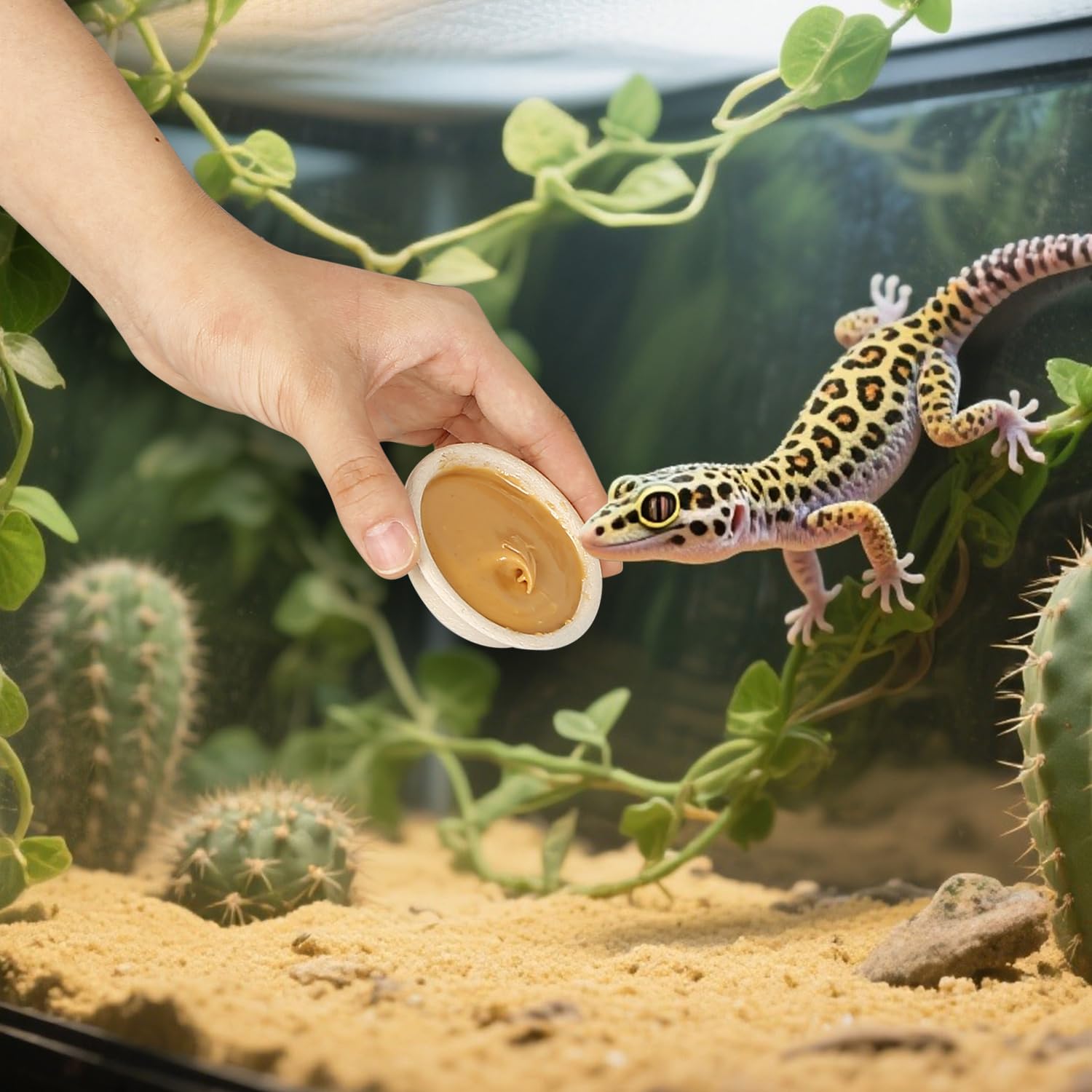 AUTSEEYS coupelle posée dans terrarium avec gecko facilitant alimentation contrôlée