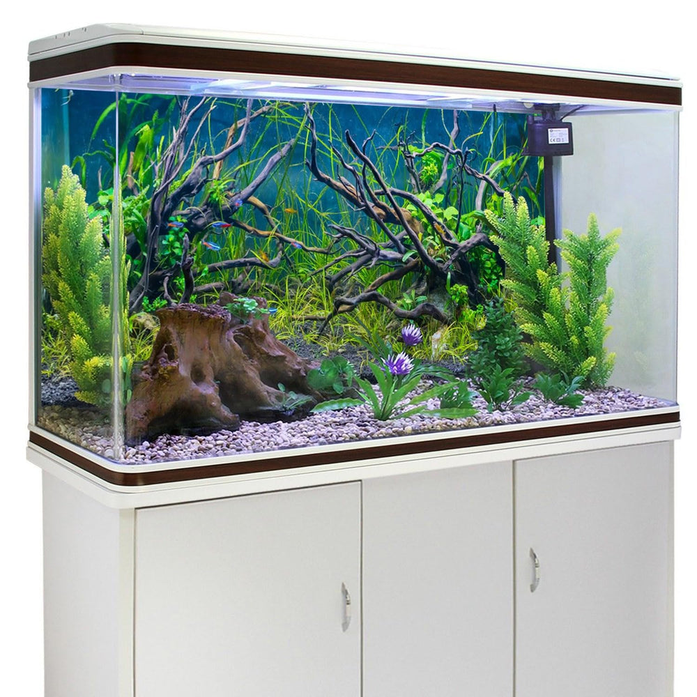 AWERT fond posé dans un aquarium illustrant mise en valeur des poissons et plantes