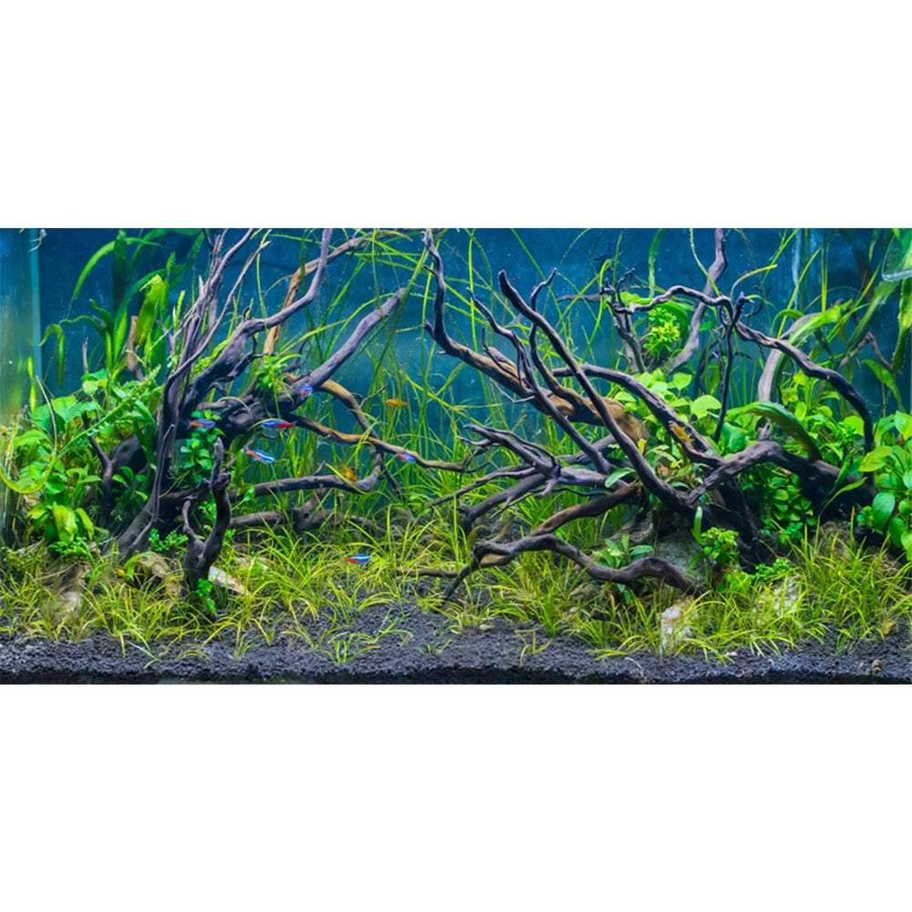 AWERT vue avant du fond d'aquarium montrant décor tropical et impact visuel