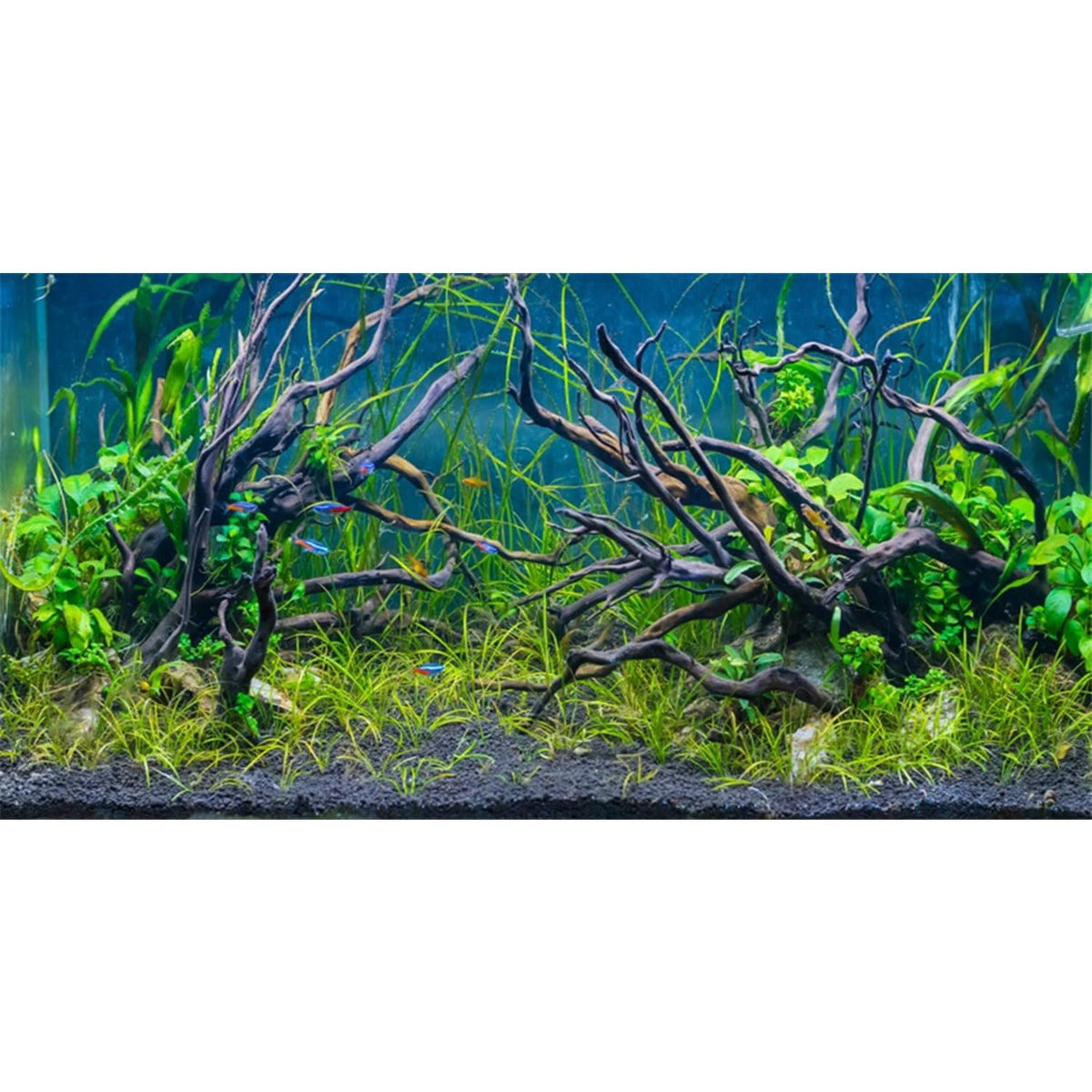 AWERT vue avant du fond d'aquarium montrant décor tropical et impact visuel
