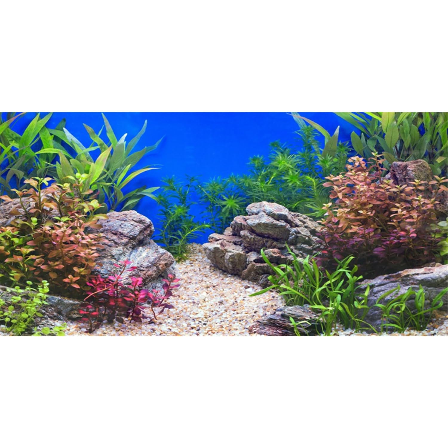 AWERT fond aquarium vue frontale, rendement réaliste et profondeur visuelle