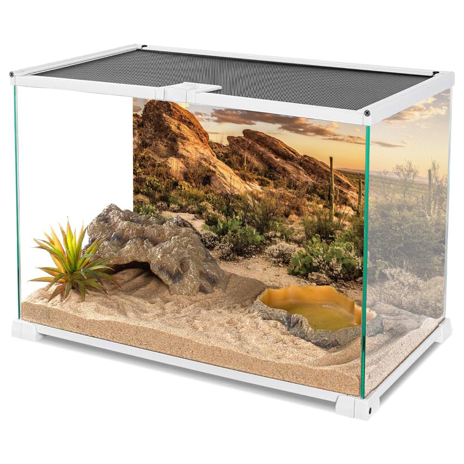 AWERT fond posé dans un terrarium illustrant amélioration visuelle habitat