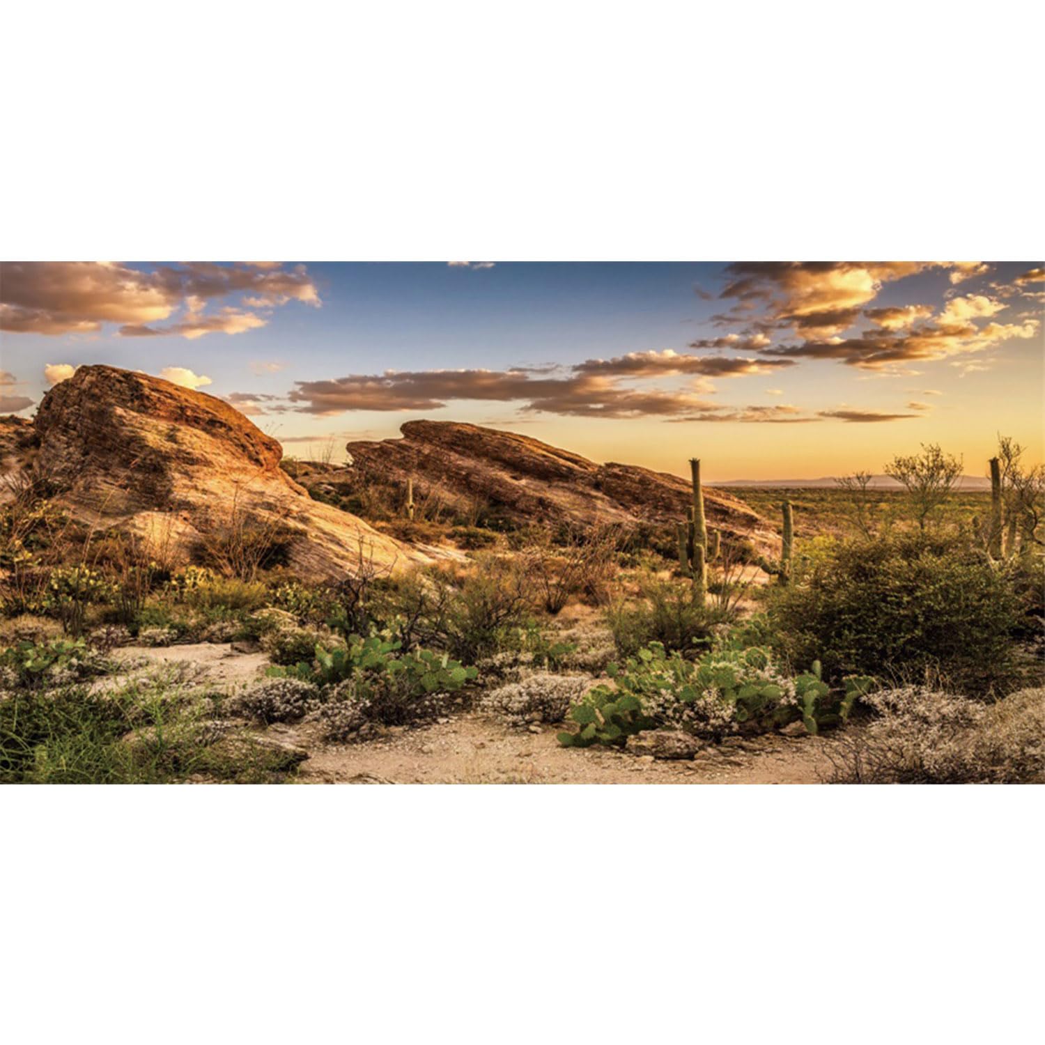 AWERT fond oasis cactus face avant montrant couleurs vives et profondeur