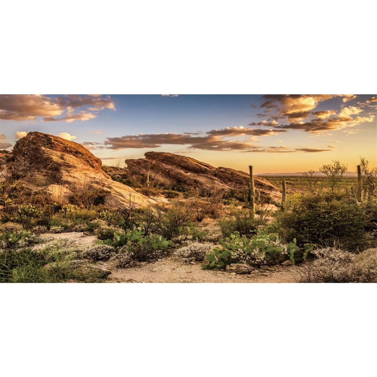 AWERT fond oasis cactus face avant montrant couleurs vives et profondeur
