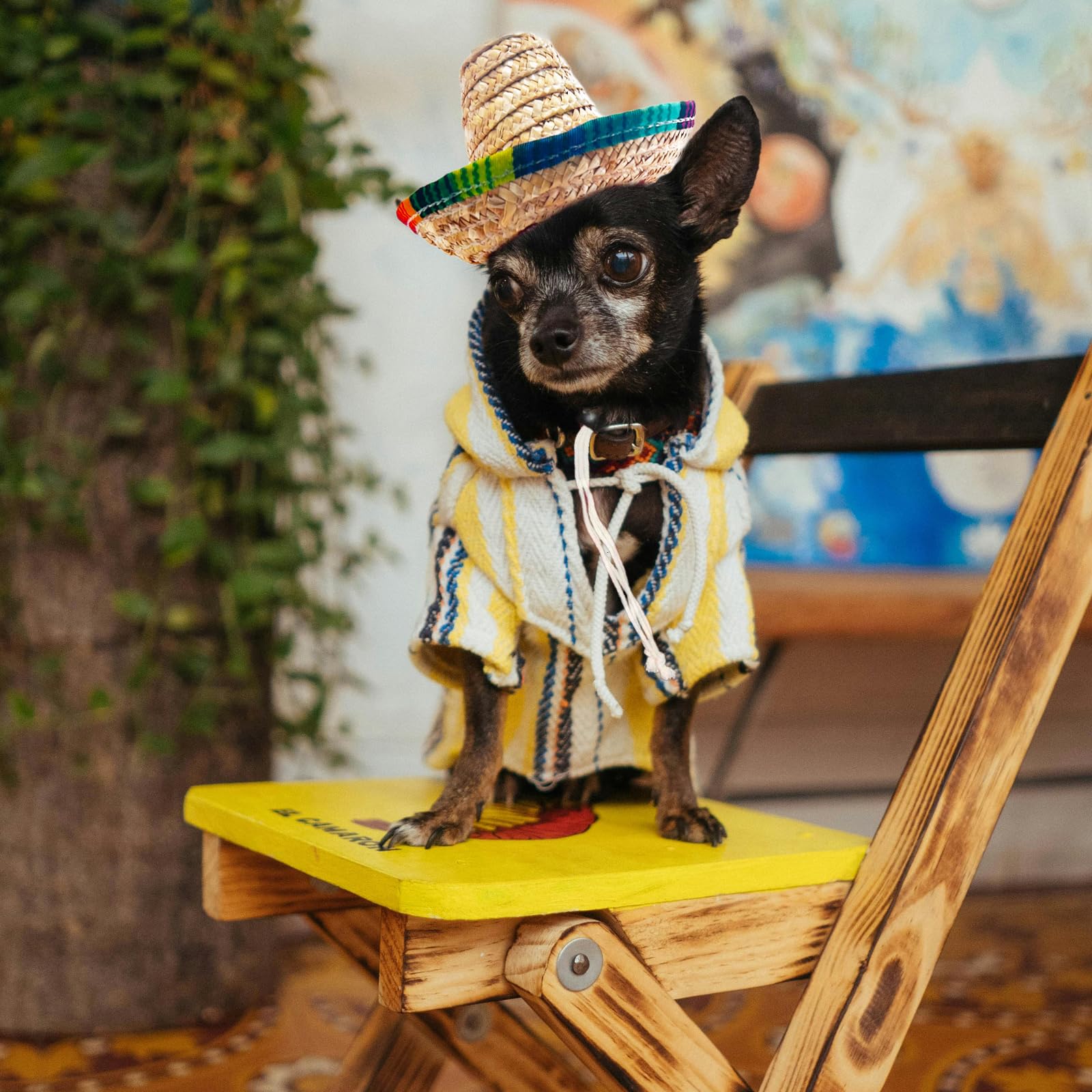 AWOCAN chat coiffé du sombrero style mexicain pour clichés mignons