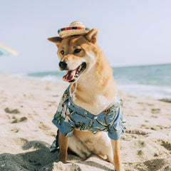 AWOCAN petit chien portant le sombrero pour photos de fête