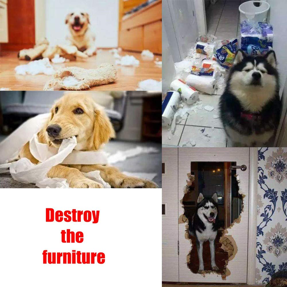 AWOOF chiot en train de chercher friandises et développement des compétences