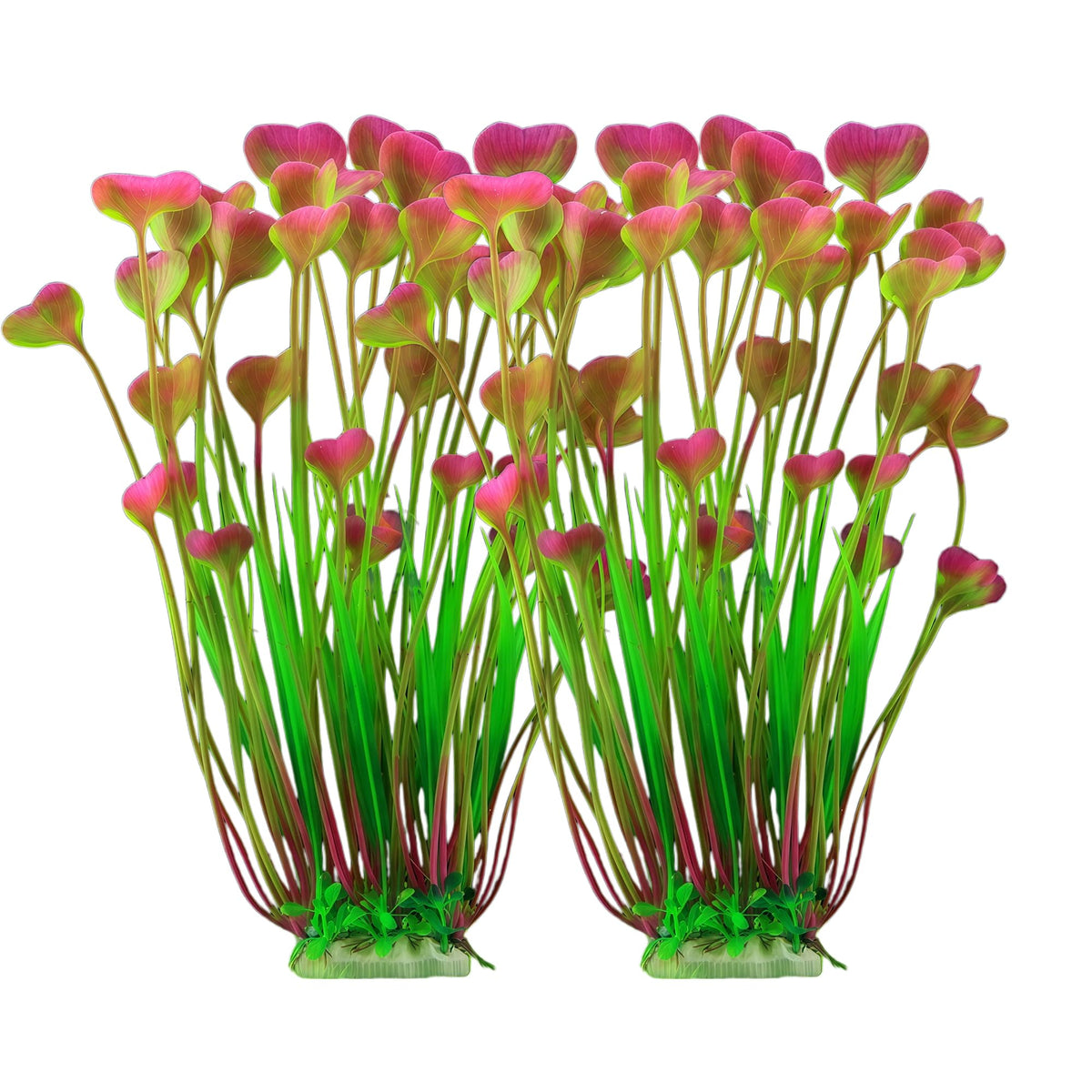 AWUAWU plante aquarium frontale montrant couleur et hauteur bénéfice esthétique
