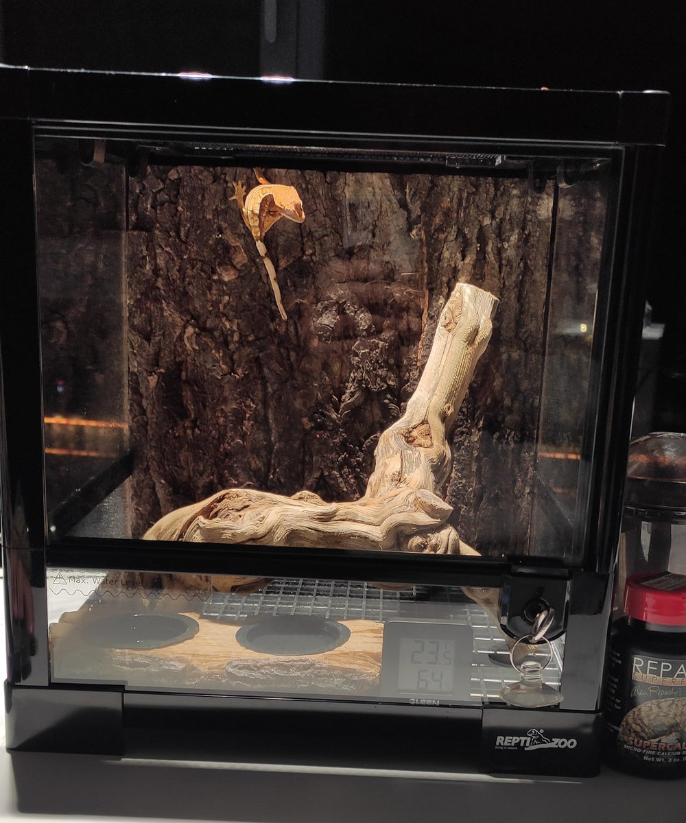 AWXZOM branche intégrée à décor naturel améliorant l'esthétique du terrarium