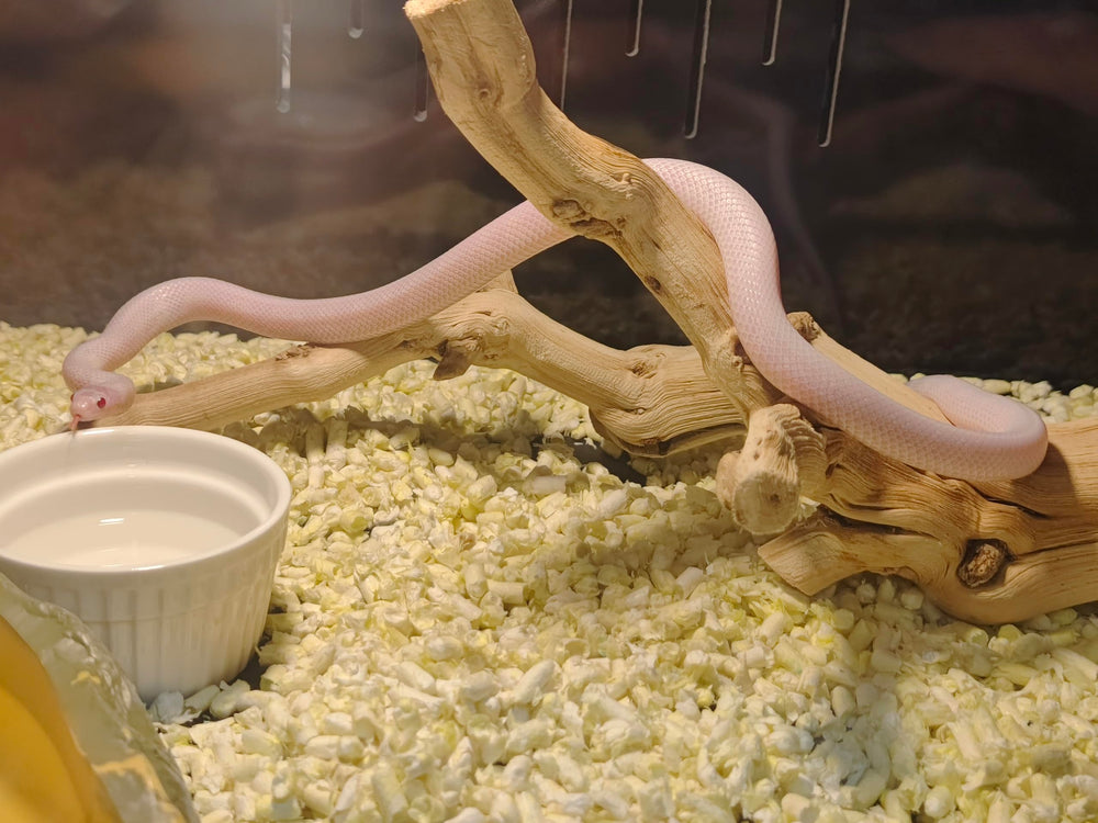 AWXZOM détail de fixation stable montrant montage sûr pour reptiles
